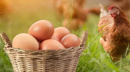 Yumurta tavukları, yetiştiricilerle buluşturuluyor