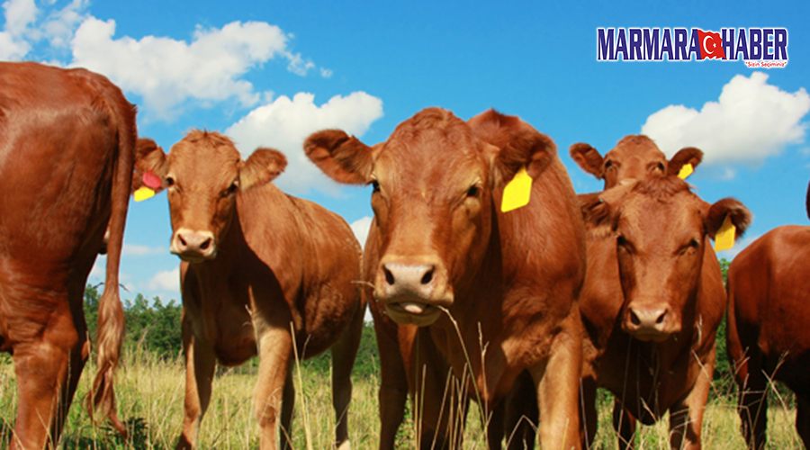 39 Adet Gümrük Malı Sığır Satışa Çıkartılıyor