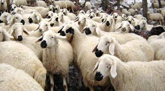 Çobanı uyutup 8 koyunu çaldılar