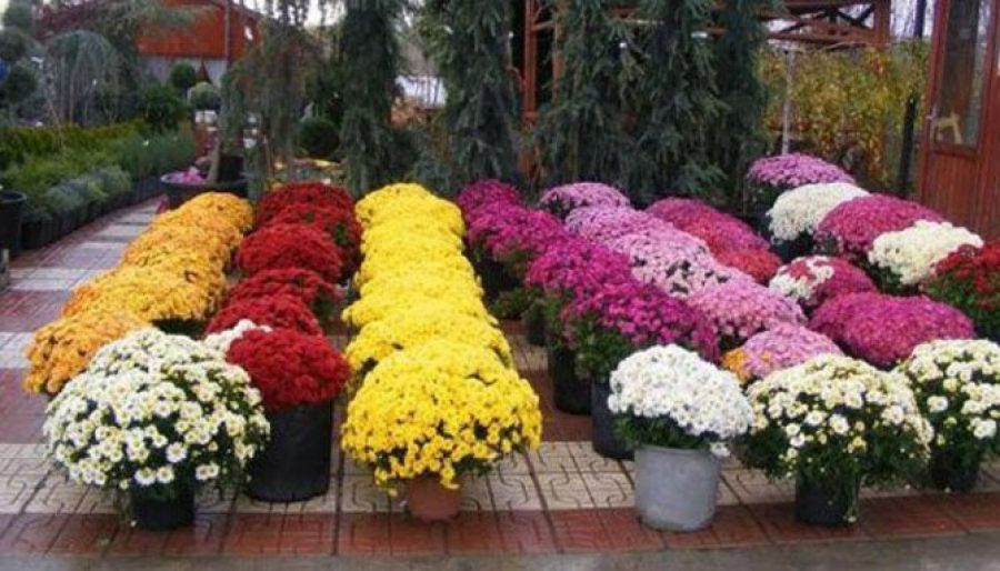 30 bin mevsimlik çiçek dikildi 
