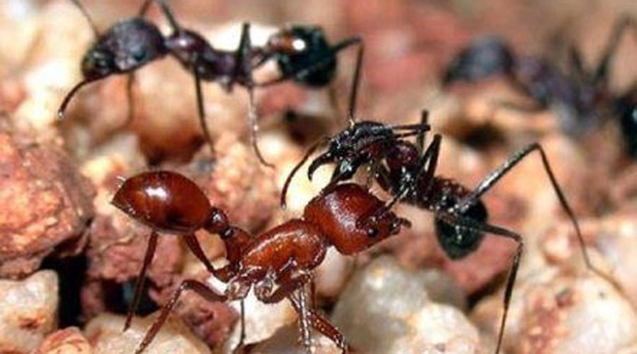 Avrupa Kırmızı Orman Karıncası yuvasına Edirne ve Kırklareli’nde rastlandı
