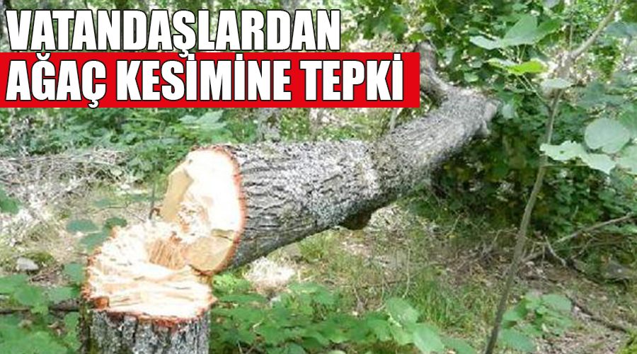 Vatandaşlardan ağaç kesimine tepki