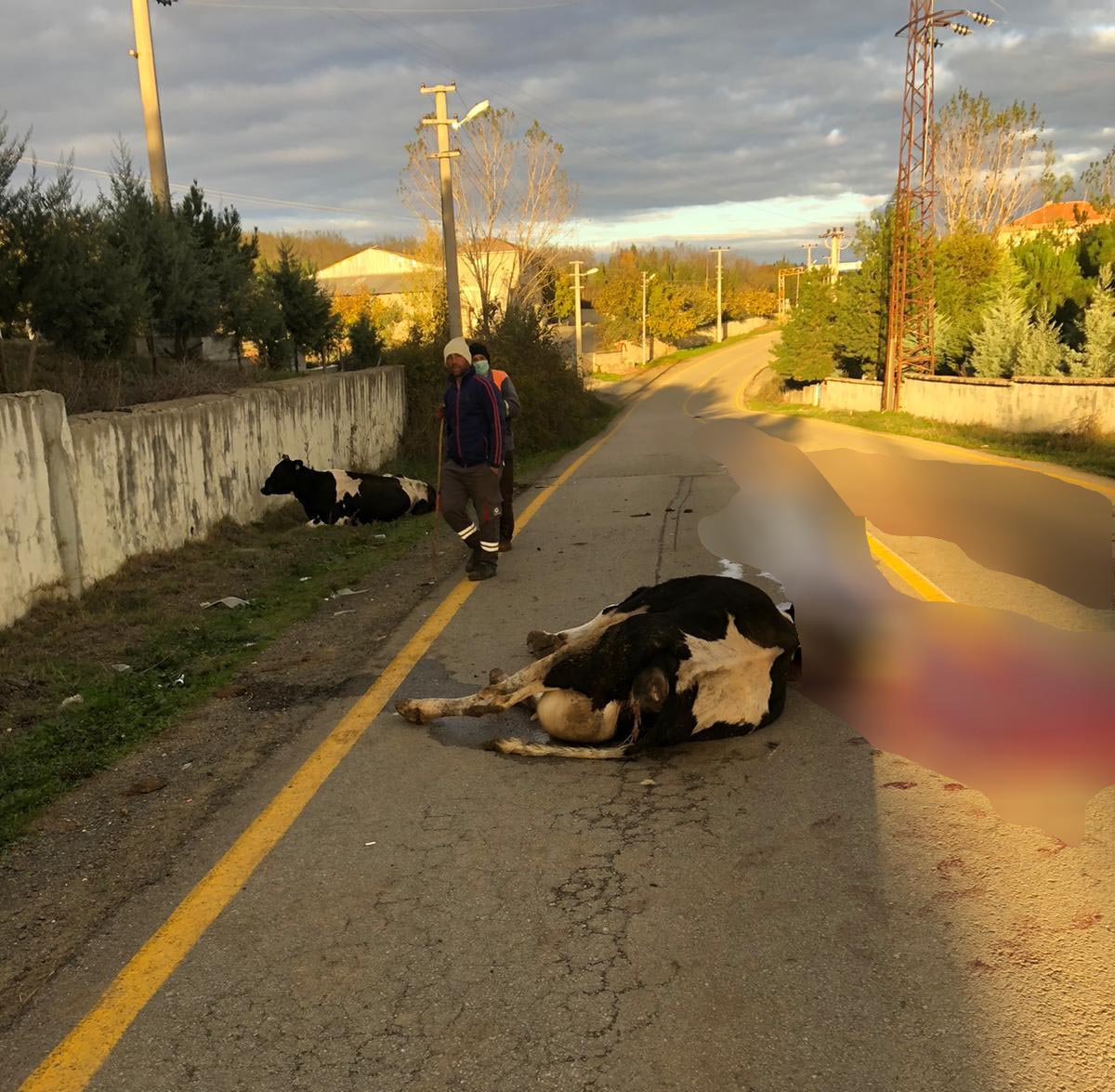 Araç inek sürüsüne çarptı, sürücü ve 2 inek yaralandı