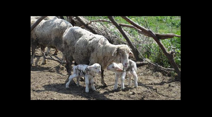 Besiciler koyunlarını kırktırmaya başladı