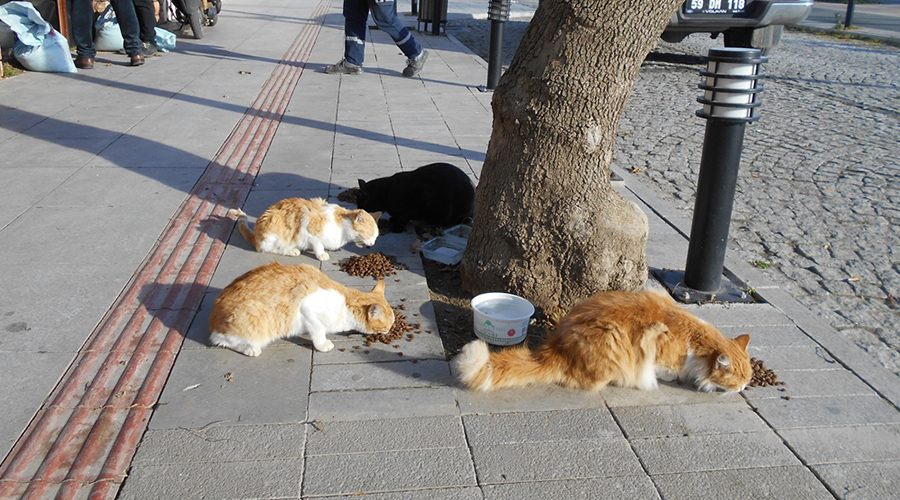 Büyükşehirden sokak hayvanlarına beslenme desteği