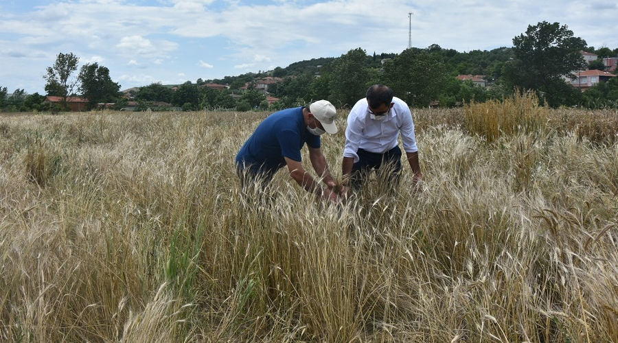 Siyez buğdayının hasat öncesi kontrolleri yapıldı 