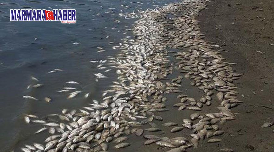 Binlerce ölü balık kıyıya vurdu