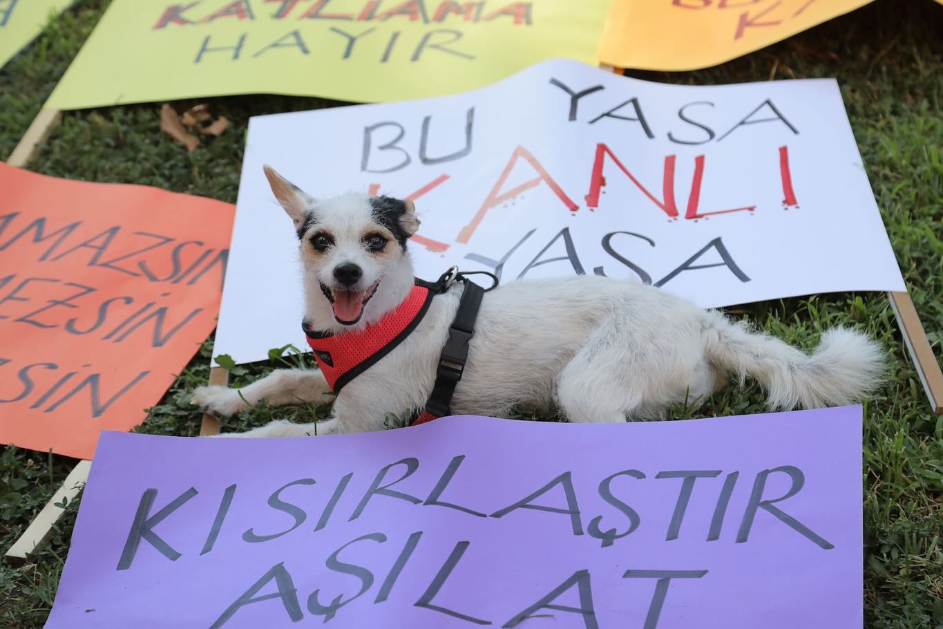 Sokak hayvanları düzenlemesi Meclis’ten geçti