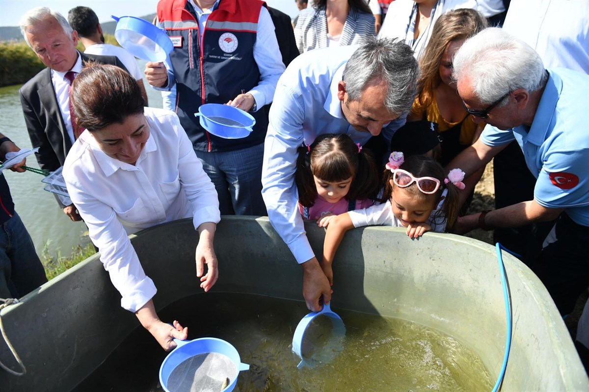 Baraj ve göletlere 10 milyon yavru sazan balığı bırakıldı