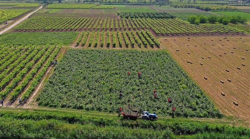 1,4 milyar liralık tarımsal destek ödemesi hesaplara aktarılıyor