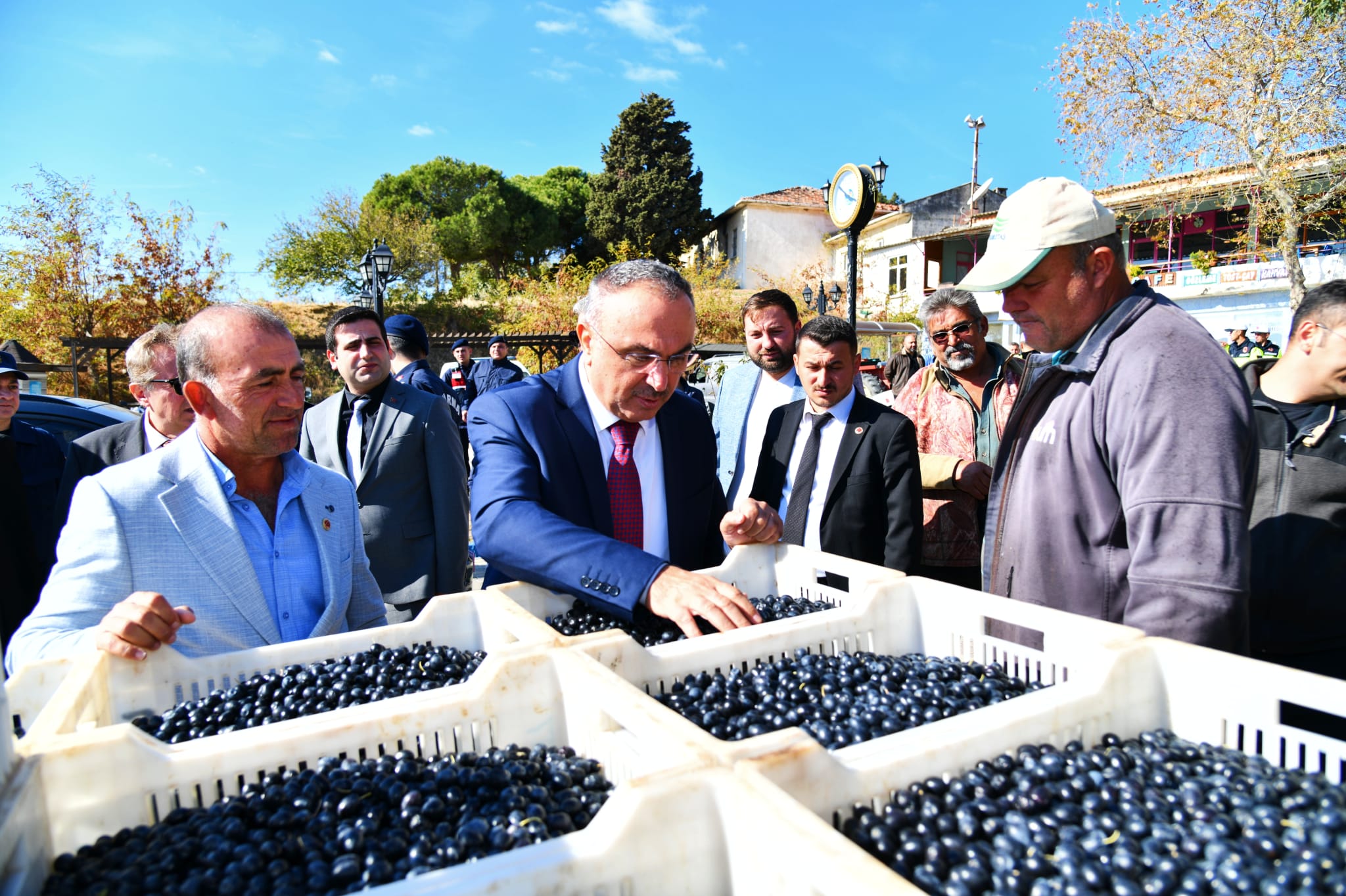 Şarköy’de zeytin hasadı yapıldı