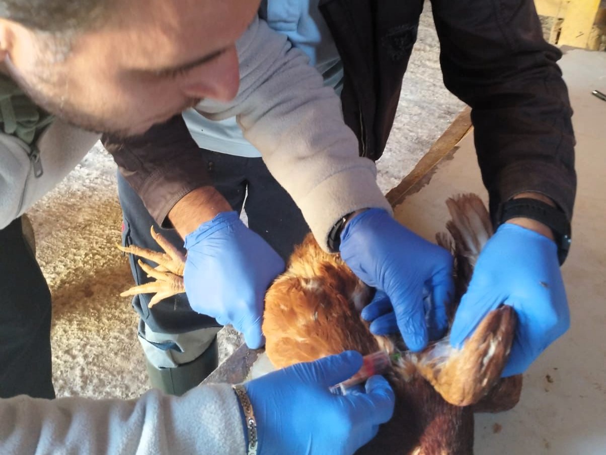 Pınarhisar’da kuş gribi taraması: Kanatlı hayvanlardan örnekler alındı