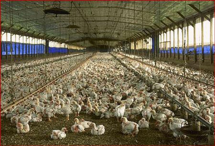 1.4 milyon yumurta üretildi 