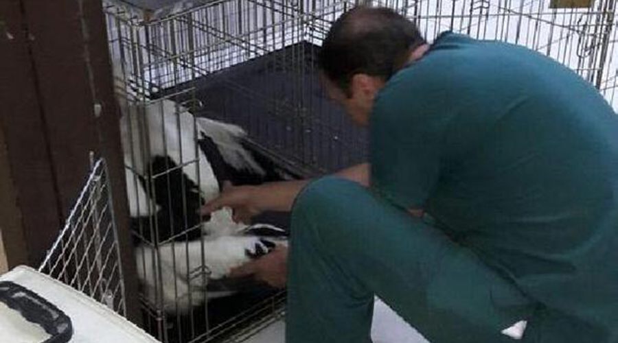 Yaralı hayvanlar, Veterinerlik Fakültesine götürüldü