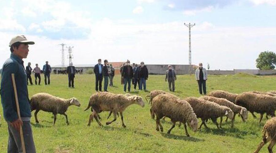 Trakya, koyun keçi vebasından korunmuş bölge ilan edildi