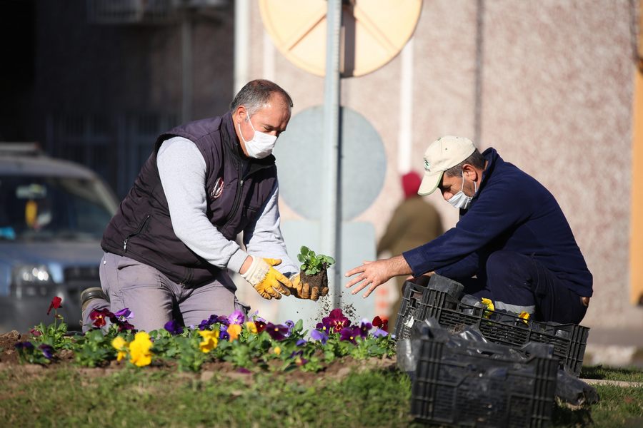 Belediye serasında üretilen çiçekler ekiliyor