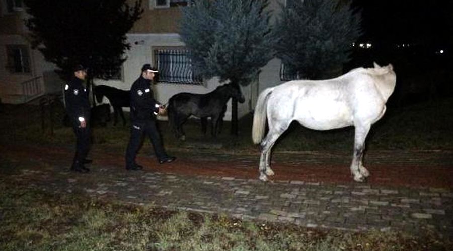 Başıboş atlar, polise zor anlar yaşattı