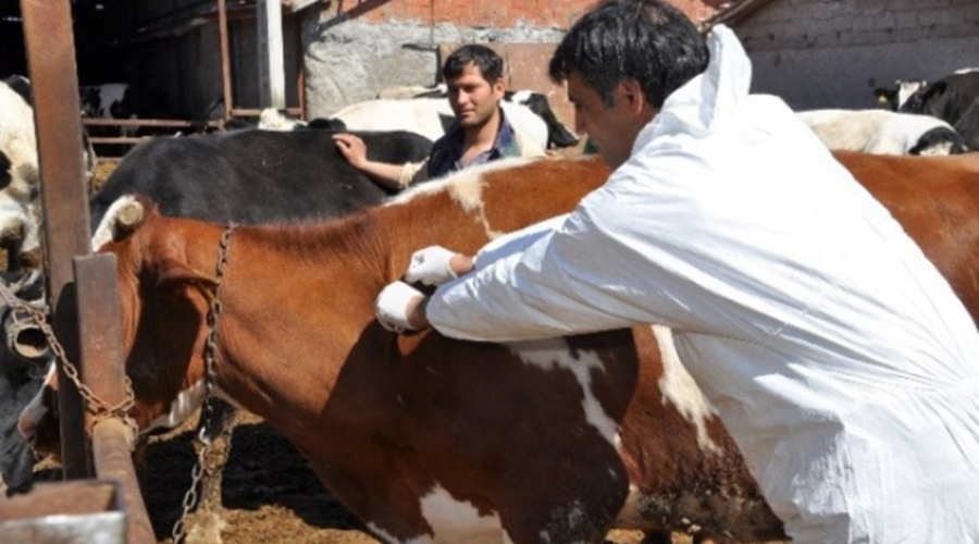 Şap aşıları başladı