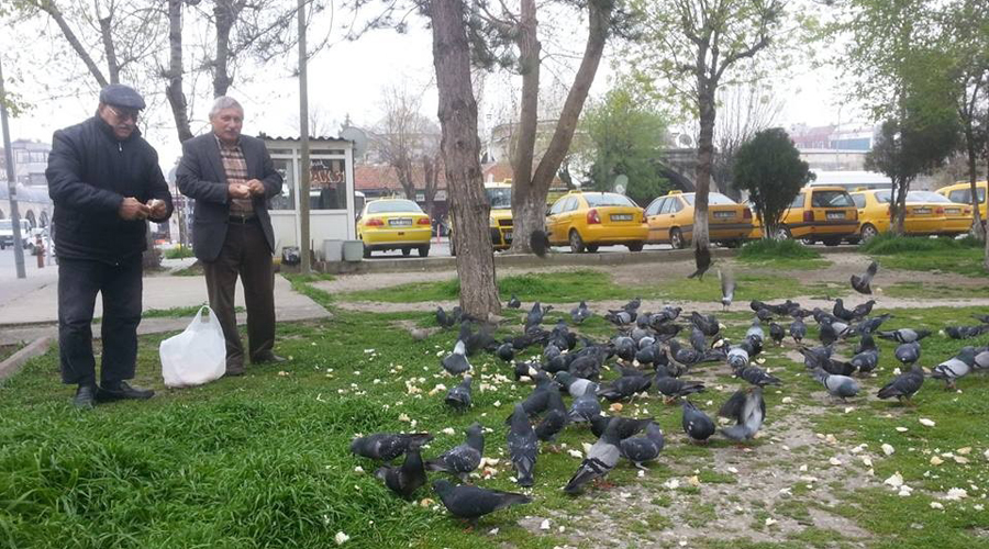 Güvercin sevgisi hayranlık uyandırıyor