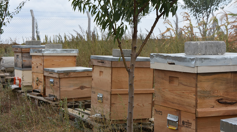 17 bin arı kovanı dağıtıldı